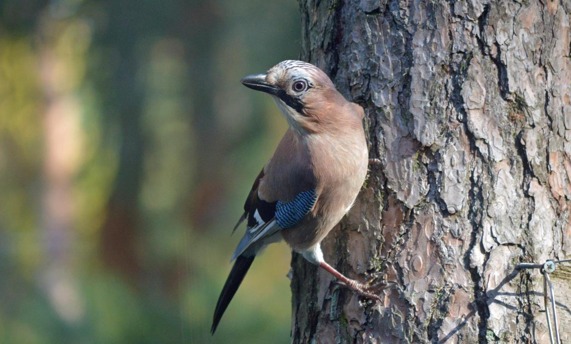 Boshuis Turquoise / Smaakvol Genieten Op De Veluwe 헨덜루 외부 사진