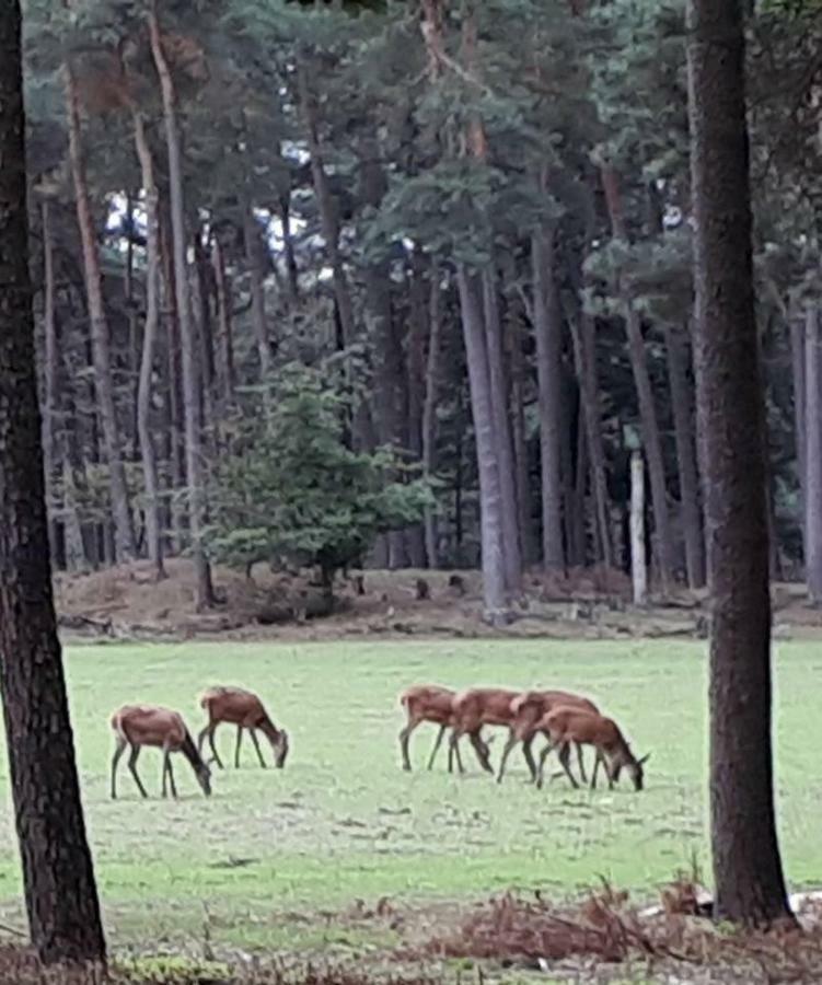 Boshuis Turquoise / Smaakvol Genieten Op De Veluwe 헨덜루 외부 사진