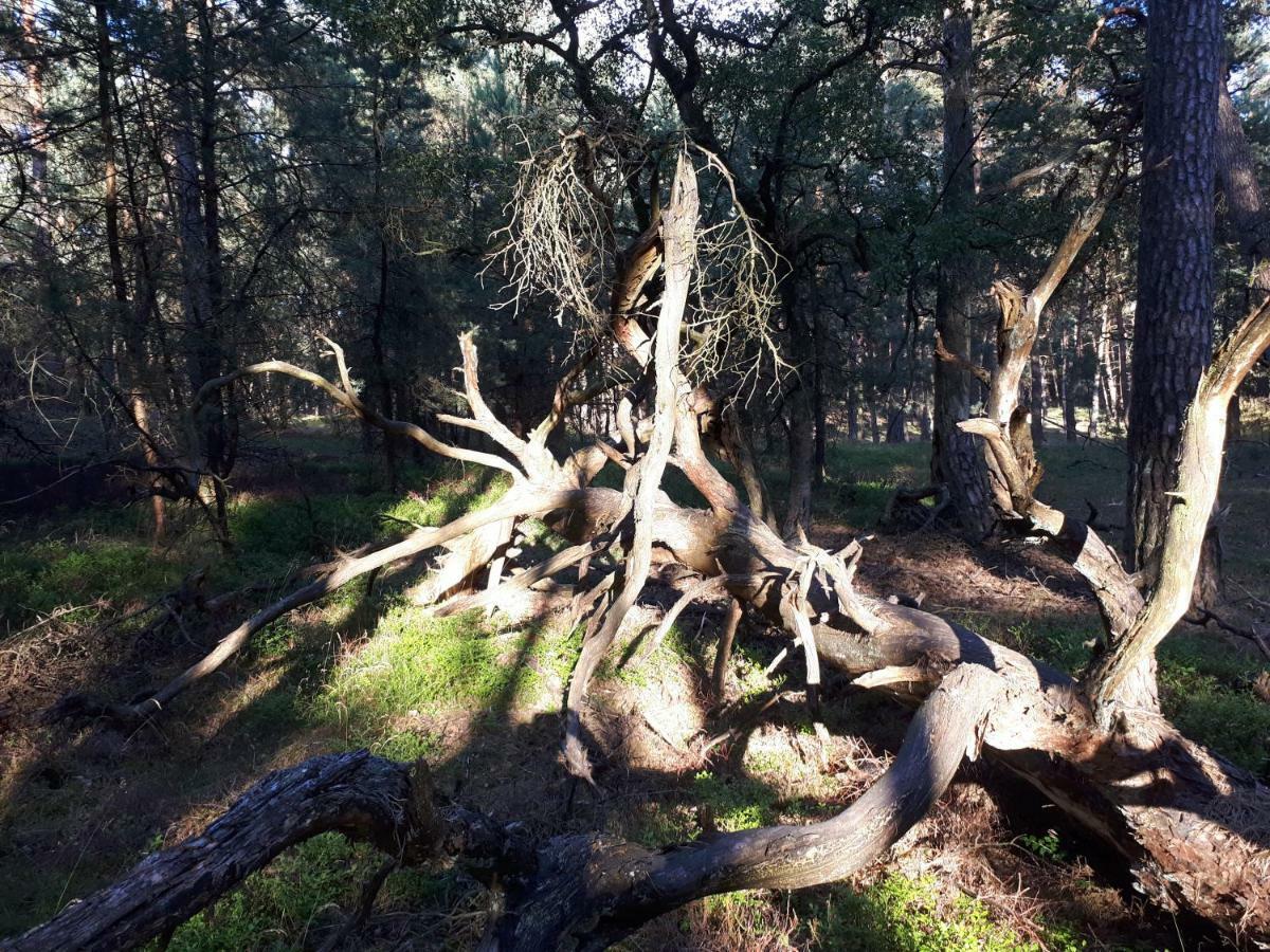 Boshuis Turquoise / Smaakvol Genieten Op De Veluwe 헨덜루 외부 사진